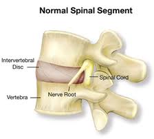 Slipped Disc - Anatomy of spine Foster Muscle Therapy